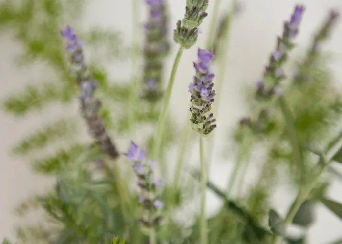 فندق Tenuta Centoporte أوترانتو